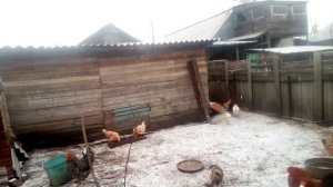 Птичий двор. Чем всё таки кормить...