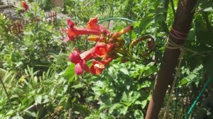 Евгения, кампсис, Тамбов