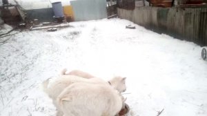 Гуляют козы... кружит метелица...