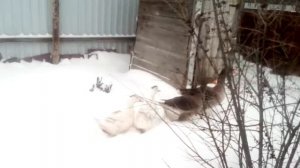 Гуси на снегу, а не в духовке...