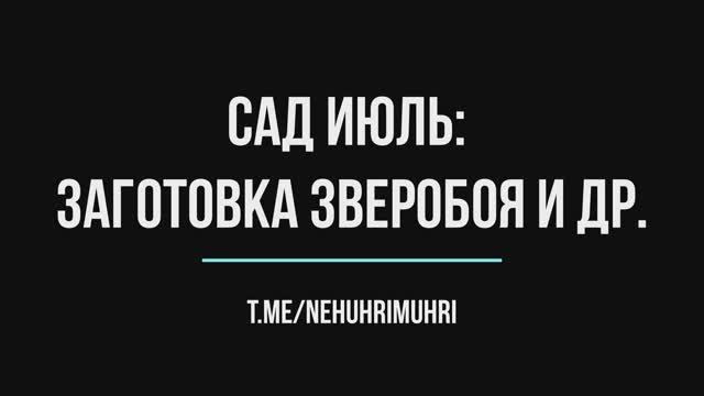 Сад июль: заготовка зверобоя и др. смотреть онлайн