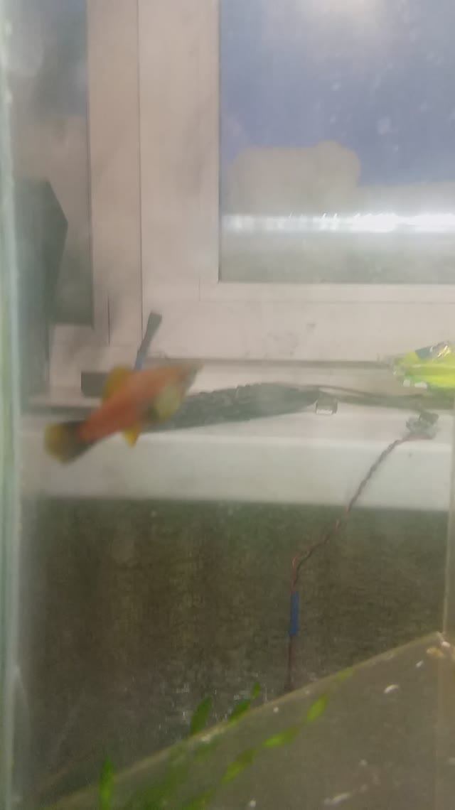 Самочка меченосца