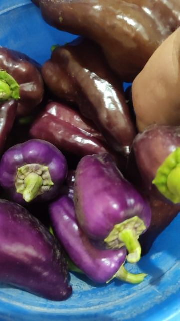 Сладкий перец. Цвет огонь!)) смотреть онлайн