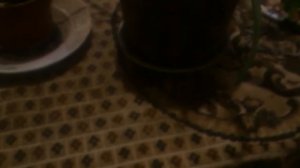 лук, кактус, алоэ