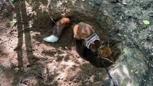 Лиса-Алиса. Утреннее рытье ям с Игнисом