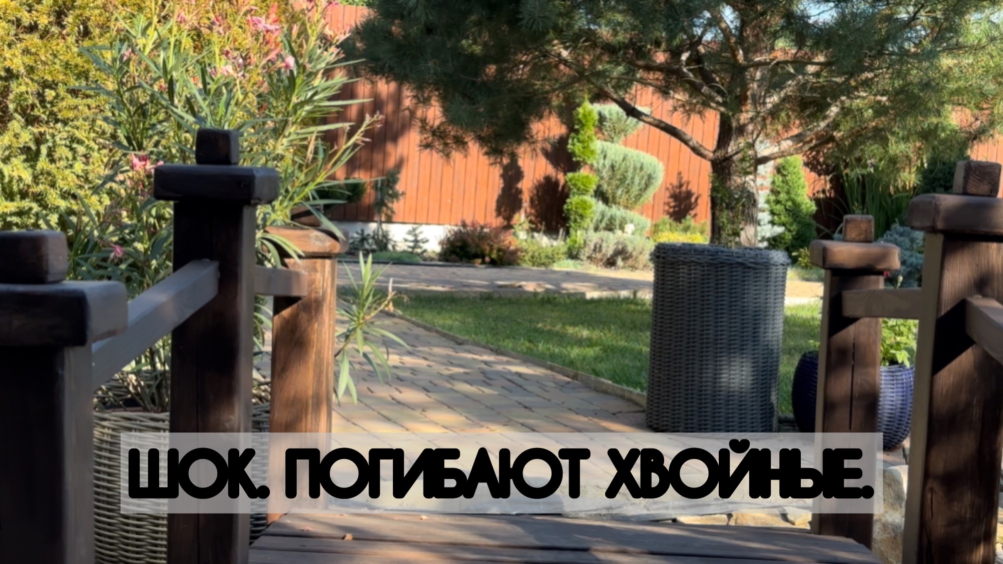 Шок! Погибают хвойные! смотреть онлайн