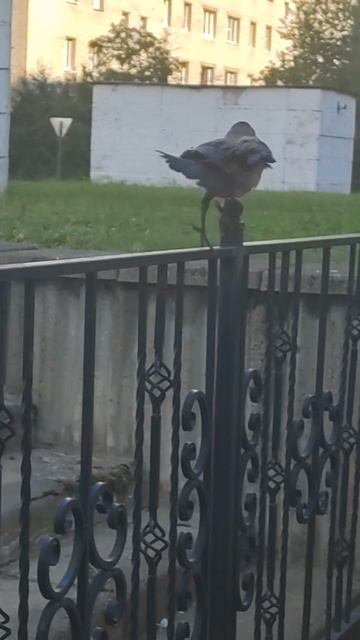 ворона.mp4 смотреть онлайн