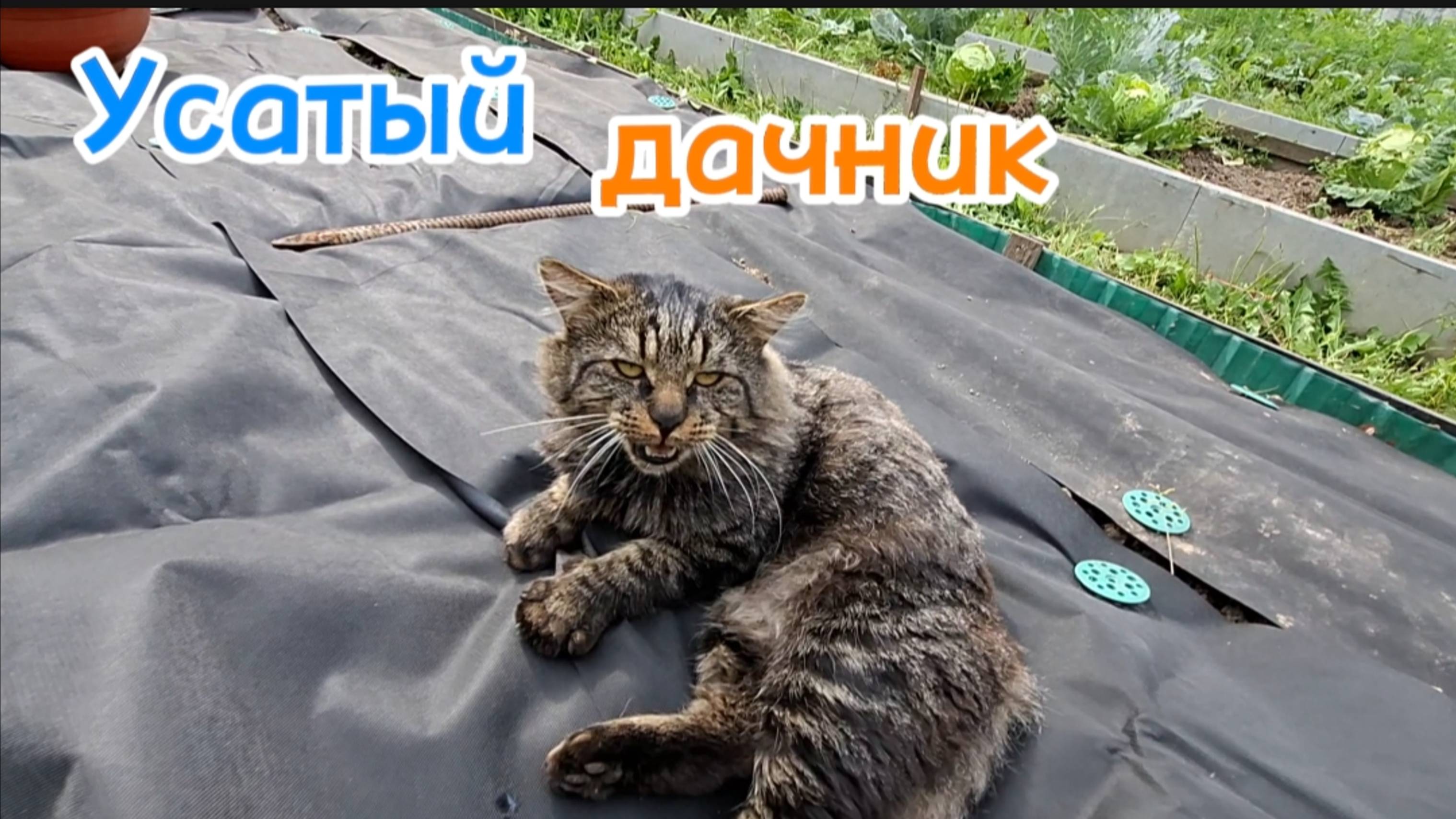 Кот-дачник: Помощник на грядках в августе 2025!