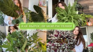 Растения, которые быстро выросли | про уход, грунт, размещение и интерес