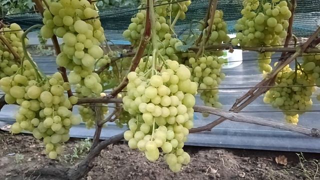 Виноград Золотые купола (Калугин В. М.) и Красавчик (Писанка О. М.) 10.08.25г.виноградник Король В.Н смотреть онлайн