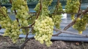 Виноград Золотые купола (Калугин В. М.) и Красавчик (Писанка О. М.) 10.08.25г.виноградник Король В.Н