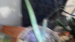 Растения для отличного микроклимата дома