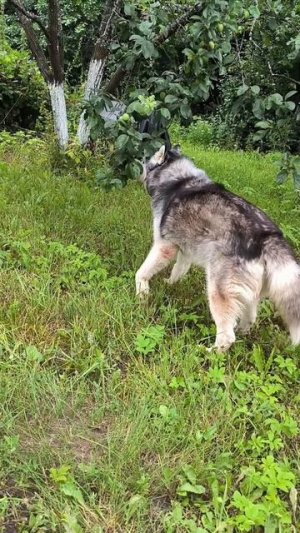 Закись проглота