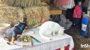 Деревня и мы ее жители,С Ними шутки плохи,как он себя ведет