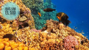 Египет/Шарм-эль-Шейх/Красное море/подводный мир/2024/