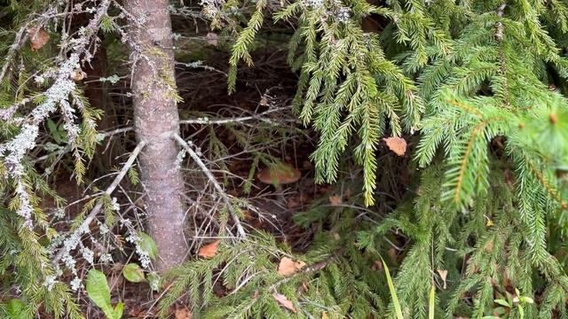 ПОЕХАЛИ ПРОВЕРИТЬ В ЛЕС ЕСТЬ ЛИ ГРИБЫ смотреть онлайн