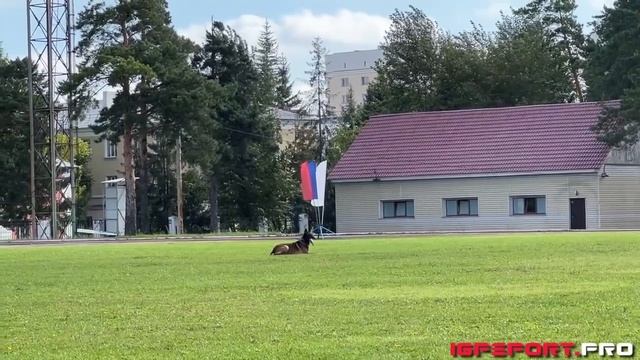 М. Высоцкий и Fast Flock Duff, IGP-3 B-96 | Чемпионат Новосибирской области по IGP-3