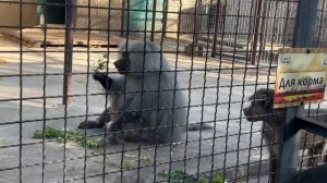 По-моему Люся начинает ВОЗВРАЩАТЬ Елисея, а Лиду душит зависть)))