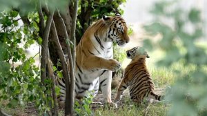 Тигрица помнит добро. Интересная история про тигра. Слушать рассказ.