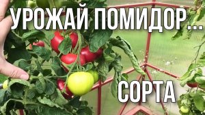 Начнём с теплицы. сорта томатов. 17 августа.