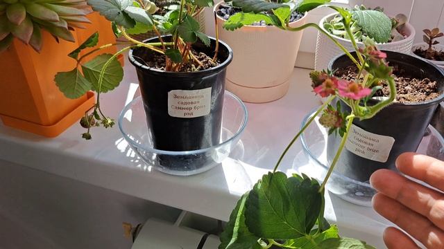 Земляника садовая на окне!!! смотреть онлайн