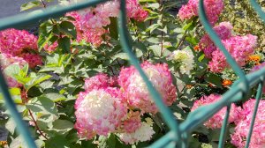 Шикарные гортензии