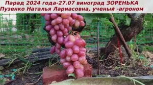 Виноград 3.08.25 нашумевшая форма ЗОРЕНЬКА. Ультраранняя, с хорошим сахаром и вкусом, крупноплодная