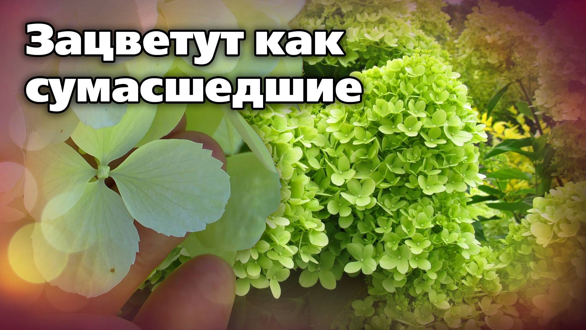 Советы по гортензиям. Отличные сорта, нестандартный подход смотреть онлайн