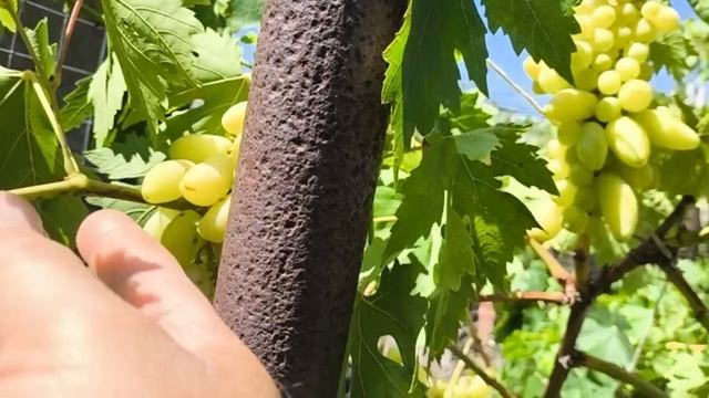 НОВИНКИ ВИНОГРАДА - прививки 2025 года