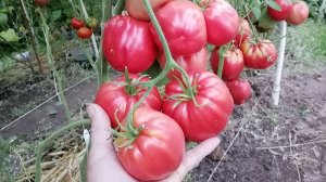 Томат Новинка Мордовии