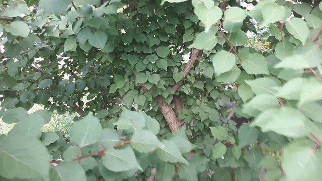 АБРИКОСОВОЕ ДЕРЕВО ДАЛО ПЕРВЫЙ УРОЖАЙ