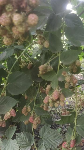 Безшипная ежевика смотреть онлайн