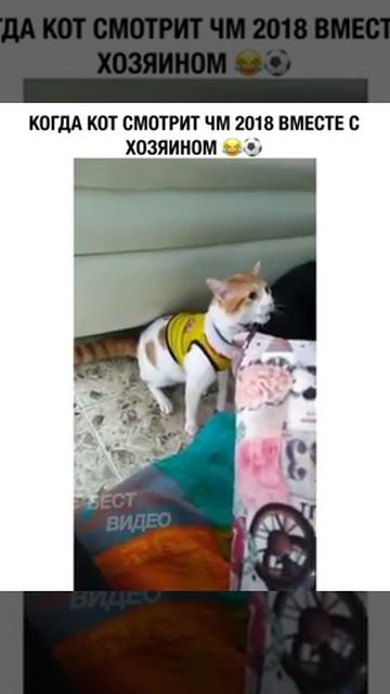 Кот болейщик