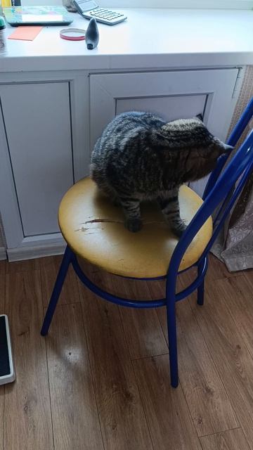 Барсик сам себе режиссер! смотреть онлайн