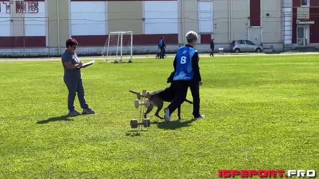 О. Шпагина и Spaykvel Yakudza, IGP-3 B-95 | Чемпионат Новосибирской области по IGP-3