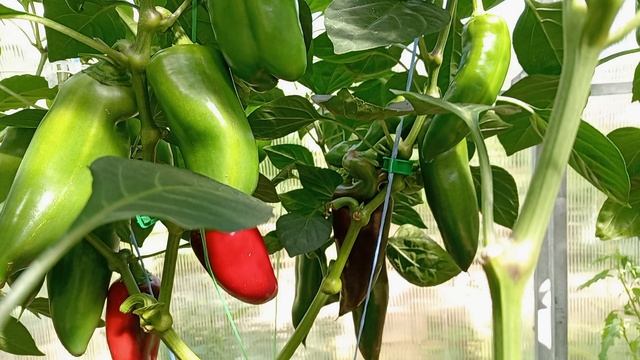 ПЕРЕЦ В ТЕПЛИЦЕ. КОНЕЦ АВГУСТА. смотреть онлайн