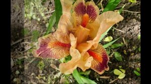 Озеленение территории