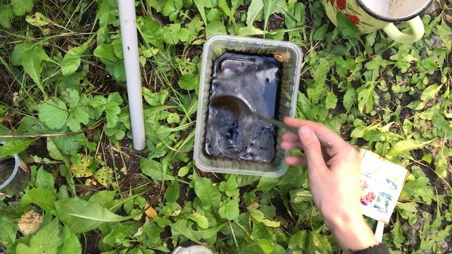 Уход и подкормки смородины, малины и крыжовника в августе. Начало плетения декоративного забора смотреть онлайн