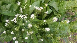 Песня про хрен.