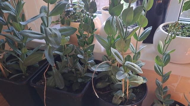 Эустома !!! Занесла красавицу в 🏠 смотреть онлайн