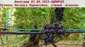 Виноград 3.08.2025- АДМИРАЛ. Украшает любой праздничный стол, красивыми длинными гроздями и ягодами!