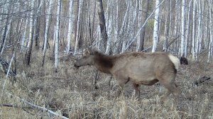 ДИКИЕ ЖИВОТНЫЕ ОЛЕНИ КОСУЛИ