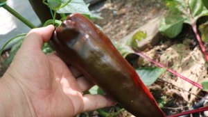 Третий урожай - середина августа