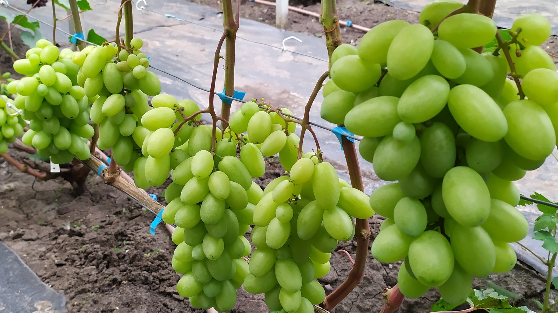 Виноградный ОБЗОР  2025г !!! 
Часть 1