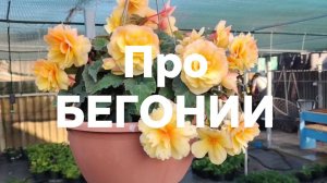 Про БЕГОНИИ