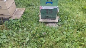 Итоги работы пасеки за 2025 г. Сколько мёда собрали, какой прирост семей....