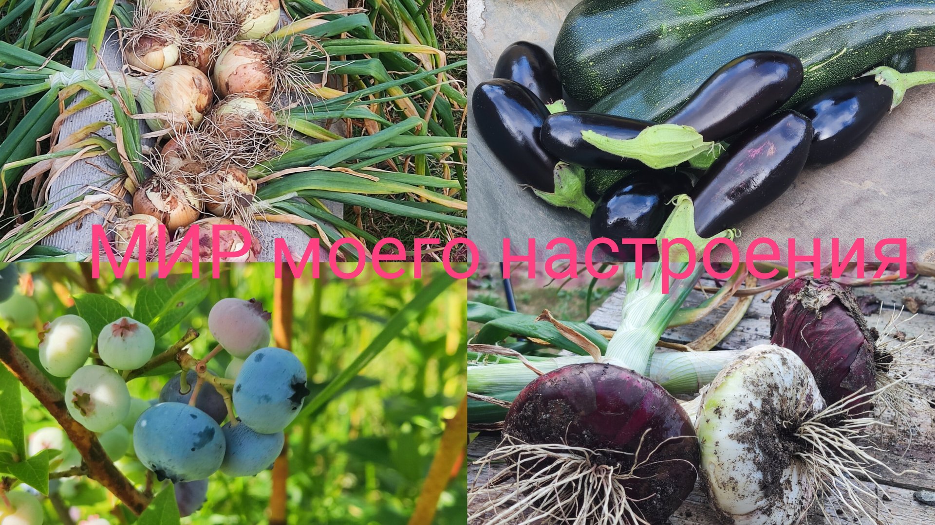 15.08.25 Дача Выборг.Урожай лука Эксибишен и Ялтинский. смотреть онлайн