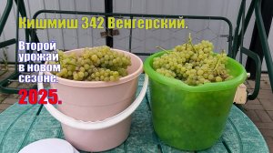 Виноград кишмиш 342 Венгерский | Второй урожай винограда 2025