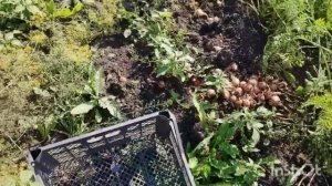 Домашние, огородние дела /как живут в русской деревне