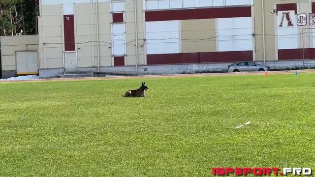 А. Болгова и Chudiesa Trifona Grieis, IGP-2 B-81 | Чемпионат Новосибирской области по IGP-2